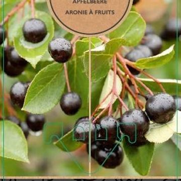 Aronia melanocarpa