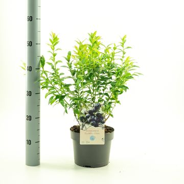 Vaccinium corymbosum 'Hortblue Petite'
