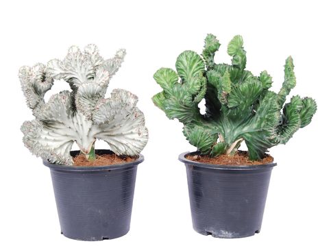 Euphorbia lactea CRISTATA MIX