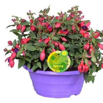 Fuchsia BELLA MIX