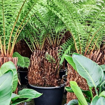 Dicksonia antarctica