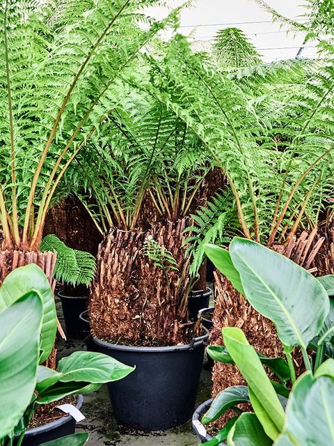 Dicksonia antarctica