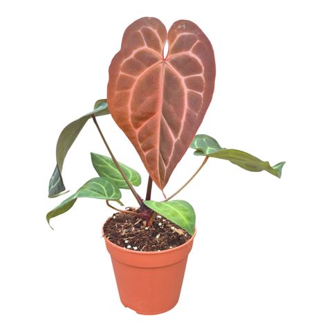 Anthurium DocBlock Anthurium Michelle® '1' X Michelle® '11'
