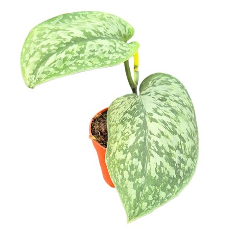 Scindapsus 'Silver Splash Glow'