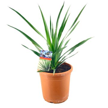 Dracaena draco