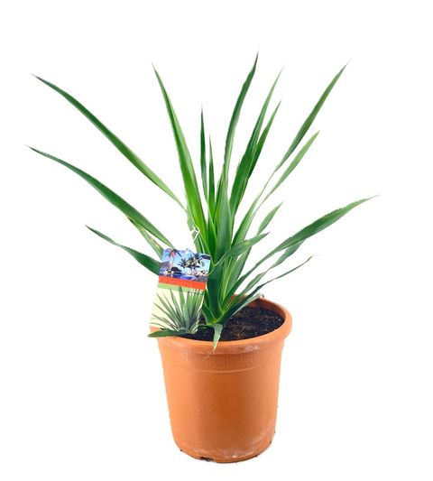 Dracaena draco