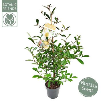 Magnolia laevifolia VANILLA PEARLS
