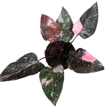 Philodendron 'Pink Princess Marble'