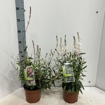 Gaura lindheimeri GAMBIT MIX