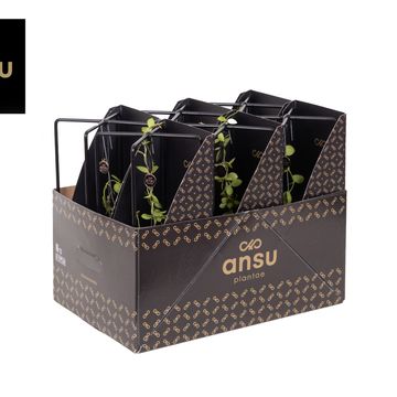 Dischidia nummularia