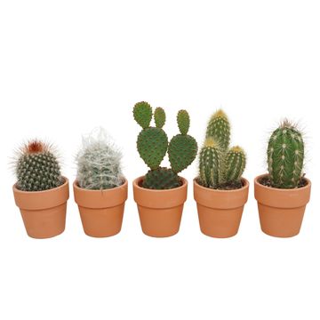 Cactus MIX