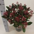 Skimmia japonica 'Rubella'