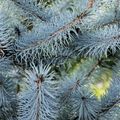 Picea pungens 'Blue Diamond'