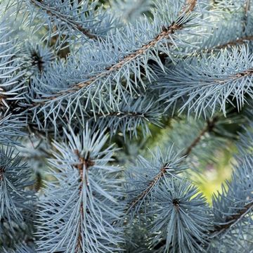 Picea pungens 'Blue Diamond'