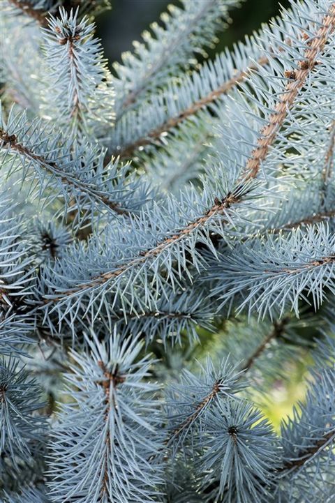 Picea pungens 'Blue Diamond'