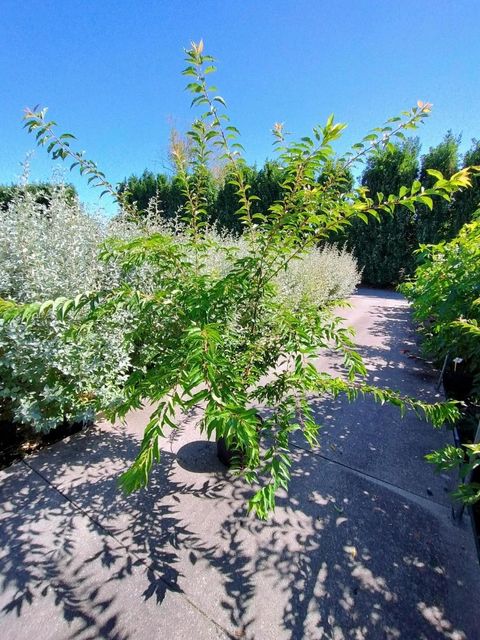 Prunus x subhirtella 'Autumnalis'