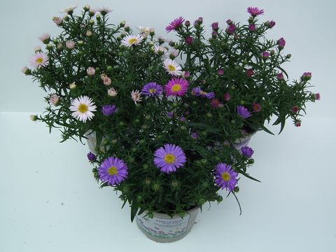 Aster LA VISTA MIX