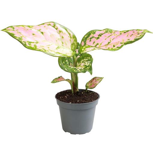 Aglaonema 'Red Valentine'