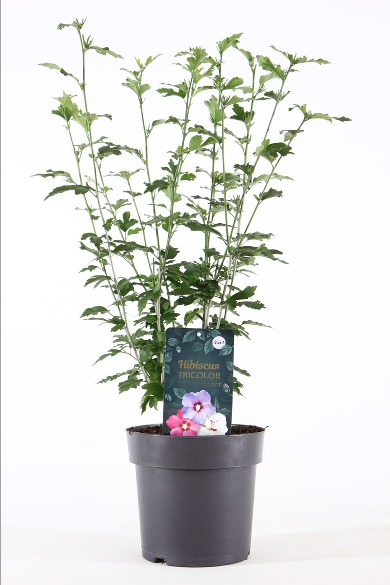 Magnolia Heaven Scent - Bloem Roze - 1 Plant - Bladverliezend - Weinig Magnolia Heaven Scent - Bloem Roze - 1 Plant - Bladverliezend - Weinig
