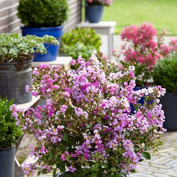 Lagerstroemia indica WITH LOVE ETERNAL