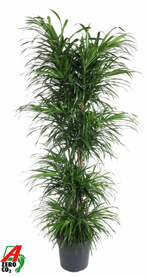 Dracaena reflexa 'Anita Variegata'