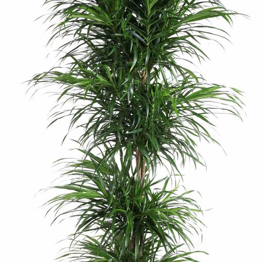 Dracaena reflexa 'Anita Variegata'