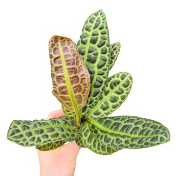 Labisia obtusifolia 'Kura Kura'