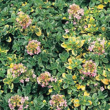 Thymus 'Doone Valley'