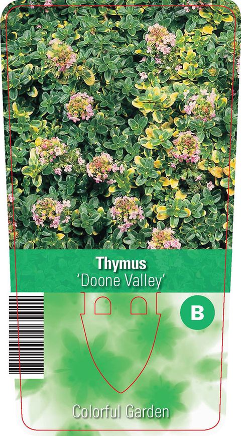 Thymus 'Doone Valley'