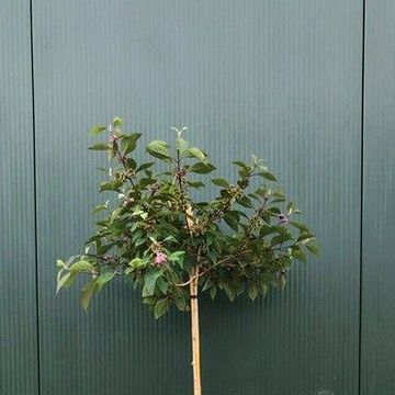 Callicarpa bodinieri 'Profusion'