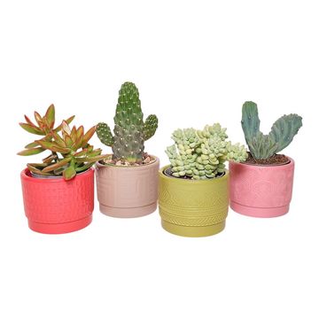 Cactus / Succulents MIX