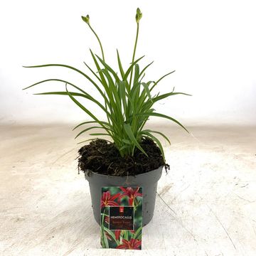 Hemerocallis 'Sammy Russell'