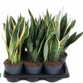 Sansevieria MIX