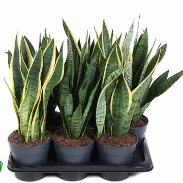 Sansevieria MIX