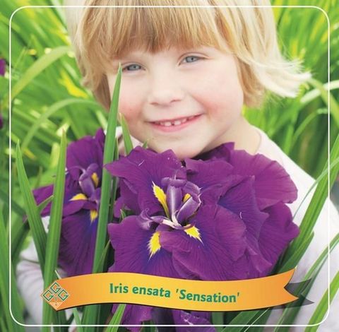 Iris ensata 'Sensation'