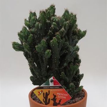 Cereus peruvianus monstrosus