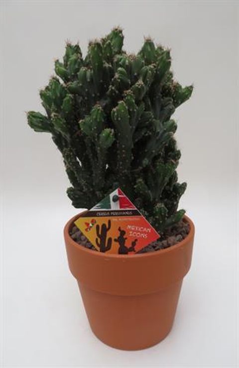 Cereus peruvianus monstrosus