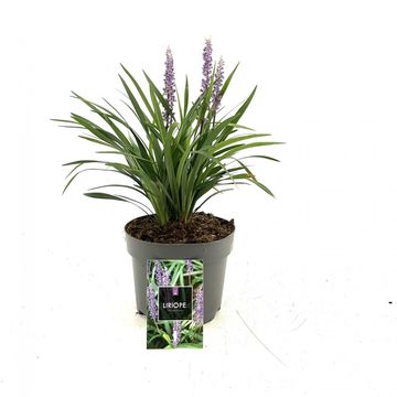 Liriope muscari 'Moneymaker'