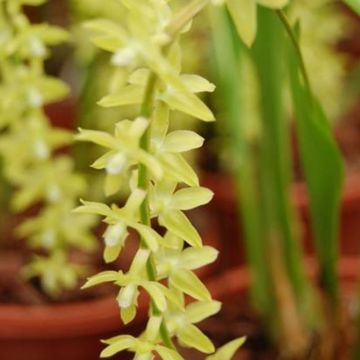 Dendrochilum pangasinanense