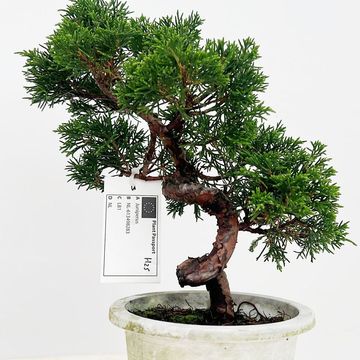 Juniperus chinensis