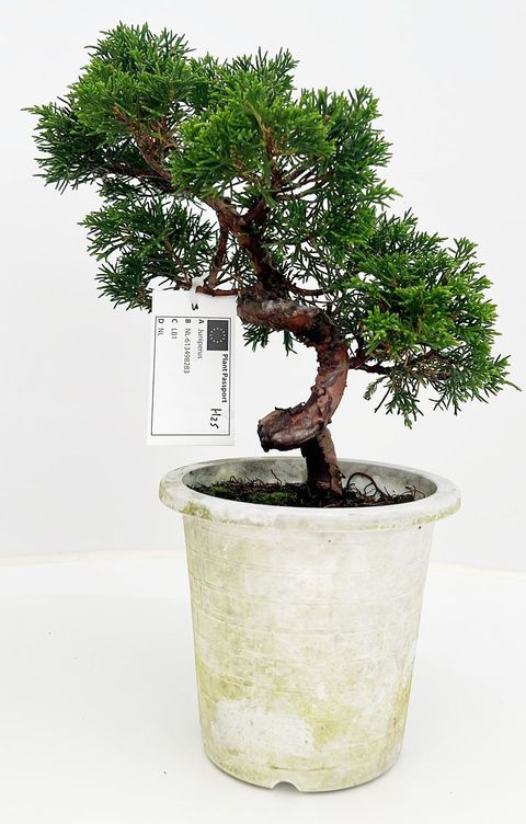 Juniperus chinensis
