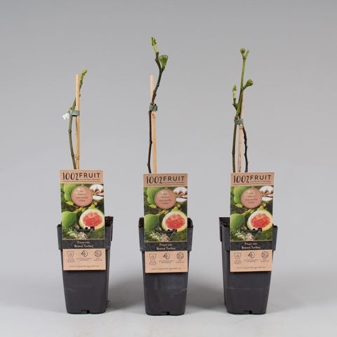 Ficus carica 'Brown Turkey'