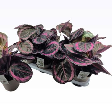 Calathea roseopicta 'Princess Jessie'