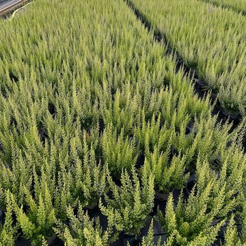 Erica sparsa 'Armely Lemon'
