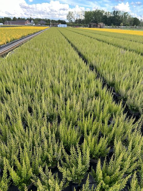 Erica sparsa 'Armely Lemon'
