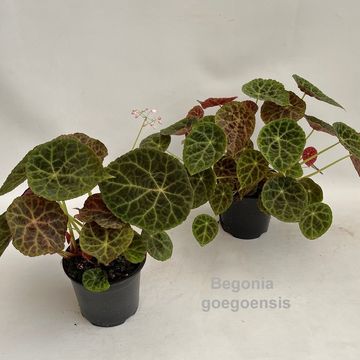 Begonia goegoensis