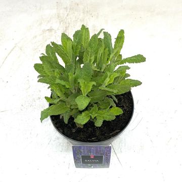 Salvia nemorosa 'Caradonna'
