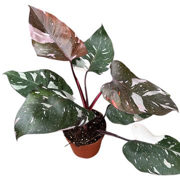 Philodendron 'Red Anderson Pink'