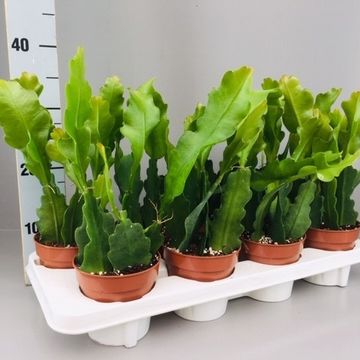 Epiphyllum BEAVERTAIL