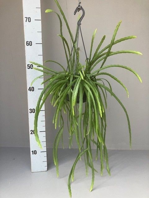 Rhipsalis HOLVIANA